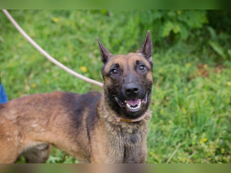 Chip 248902: Sucht ein Zuhause