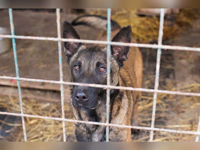 Leon: Malinois-Fans aufgepasst!