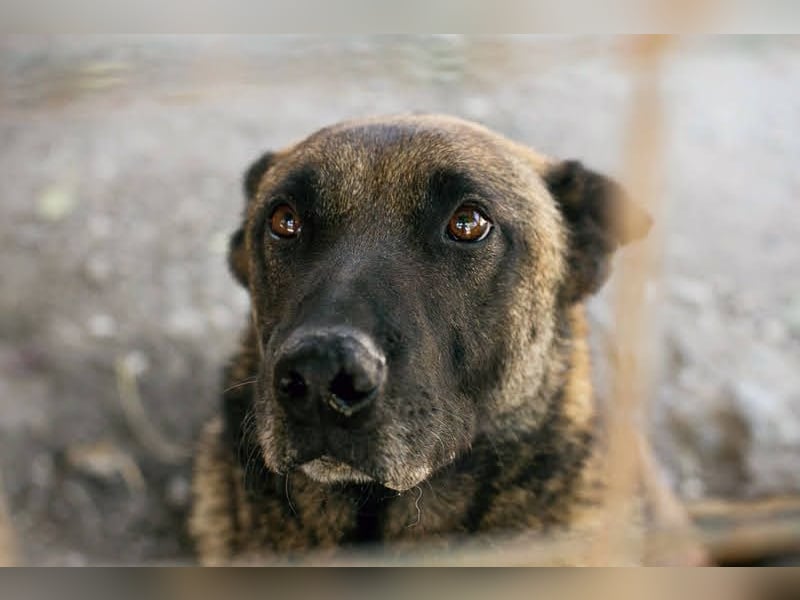 Leon: Malinois-Fans aufgepasst!