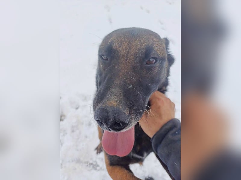 Leon: Malinois-Fans aufgepasst!