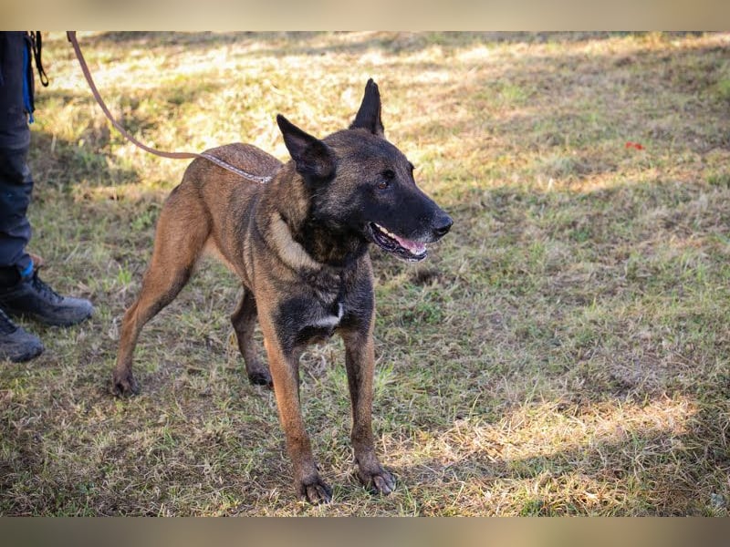 Leon: Malinois-Fans aufgepasst!