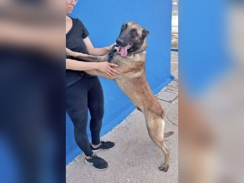 Tintin, seit einem Jahr im Tierheim