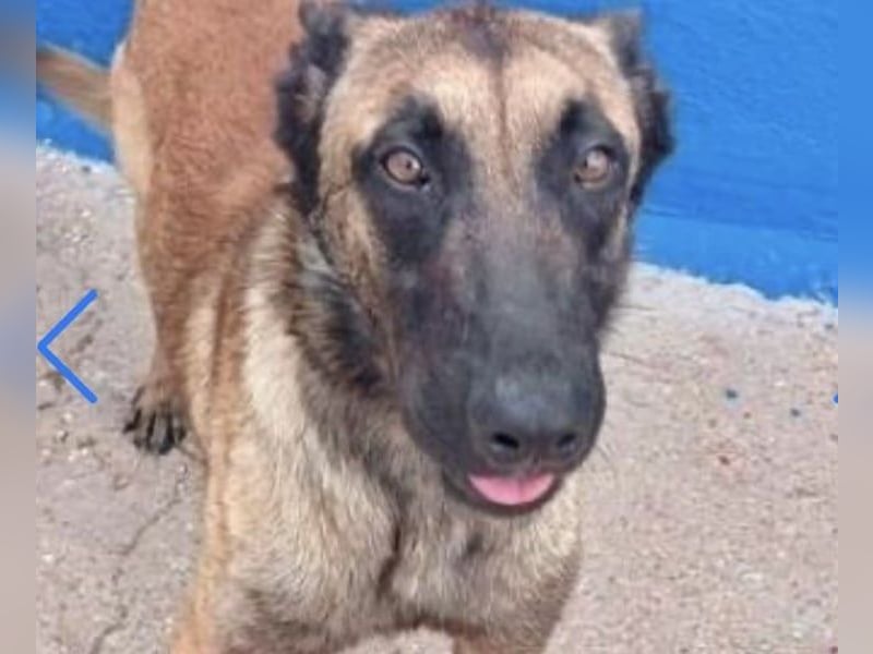 Tintin, muss unbedingt aus demTierheim raus