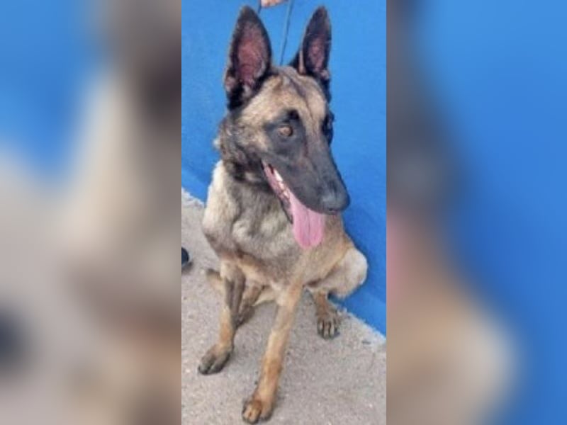 Tintin, muss unbedingt aus demTierheim raus