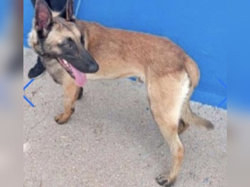 Tintin, muss unbedingt aus demTierheim raus