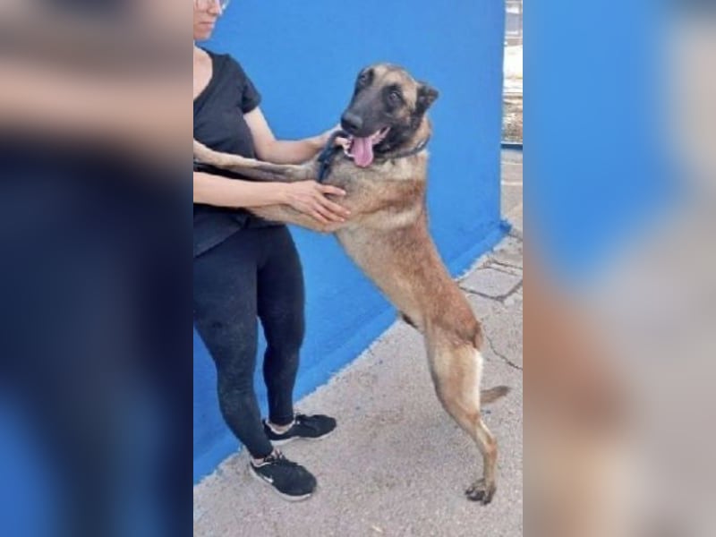 Tintin, muss unbedingt aus demTierheim raus