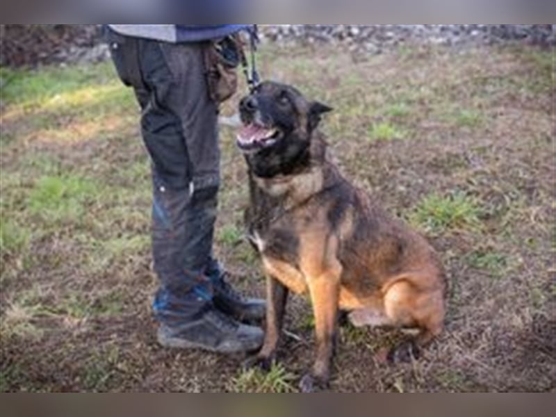 LEON - hier sind Menschen mit ganz viel Hundeerfahrung gefragt