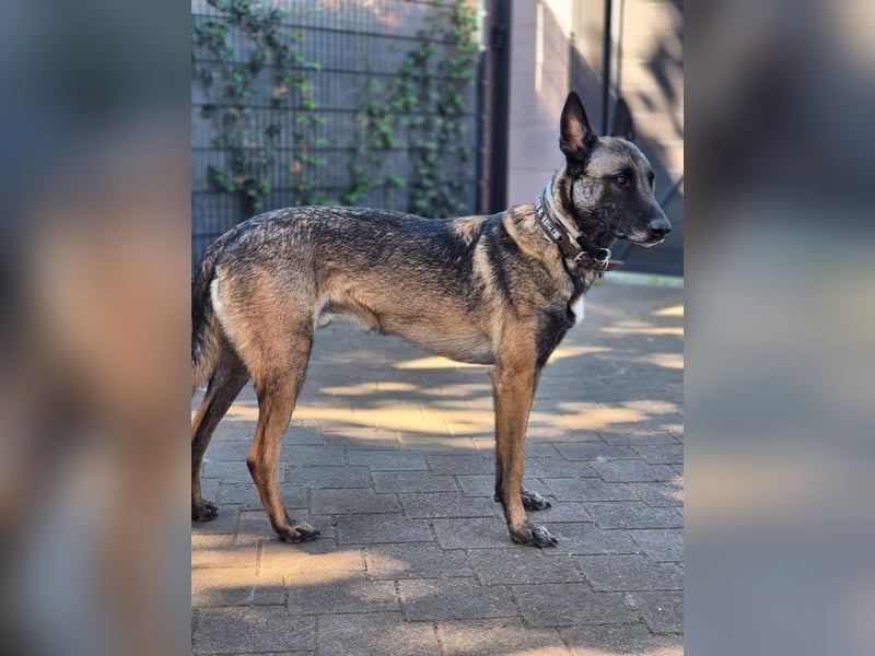 DINO - ich suche ein Zuhause bei konsequenten, hundeerfahrenen Menschen