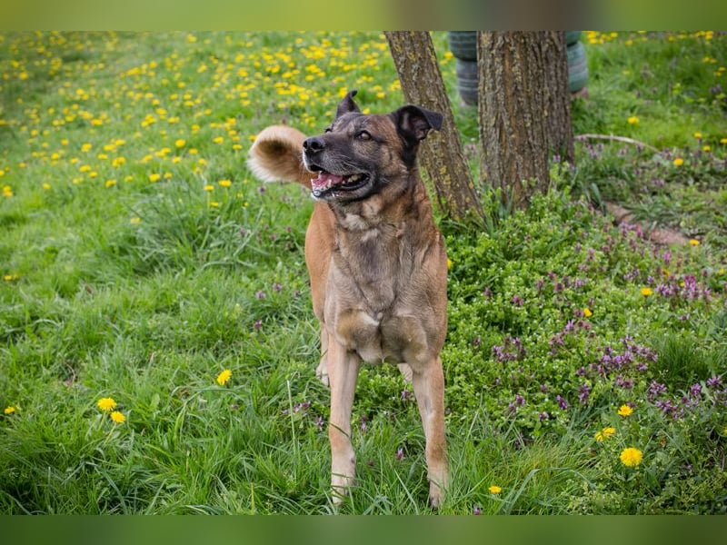 Santos ist ein Malinoismischling und sollte zu entsprechend erfahrenen Menschen