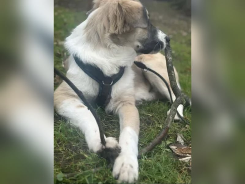 Zambo Malinois Mischling sucht zuhause