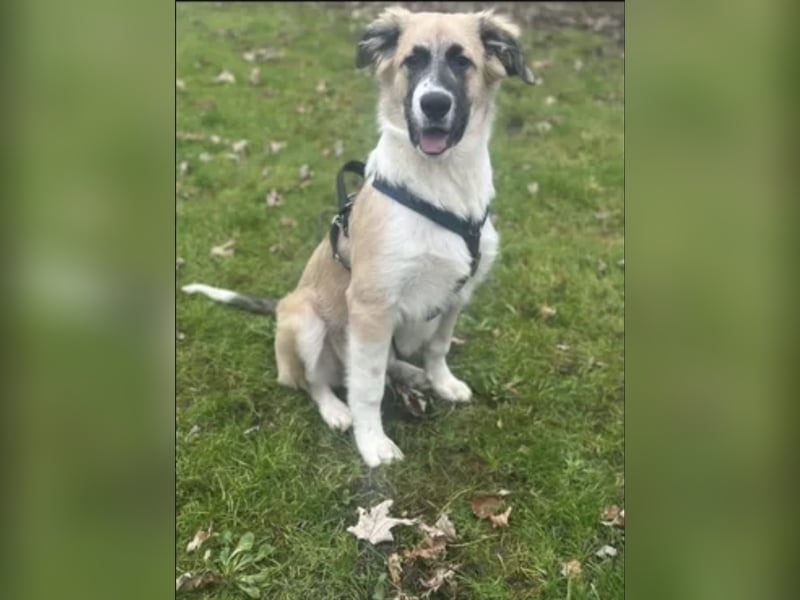 Zambo Malinois Mischling sucht zuhause
