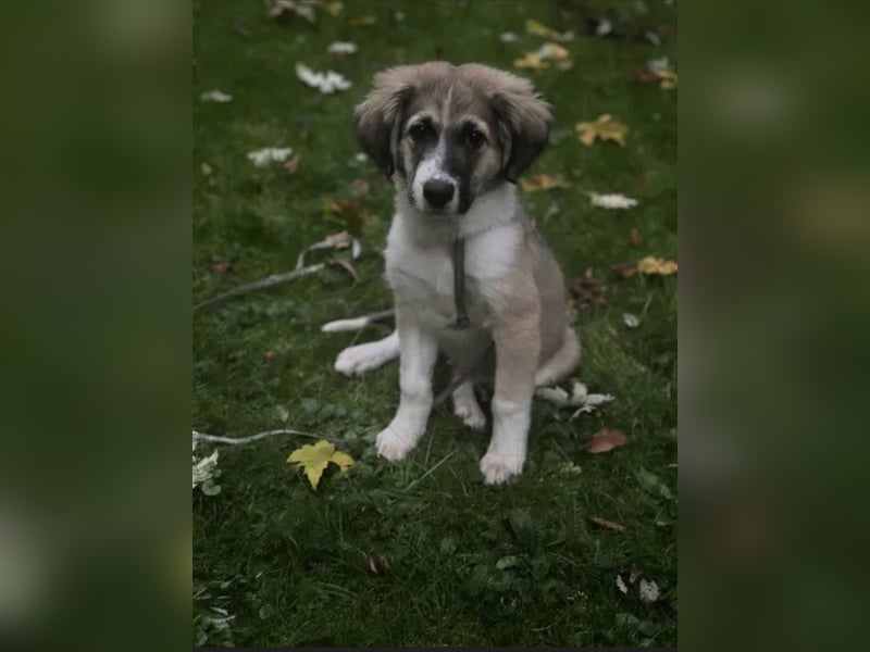Zambo Malinois Mischling sucht zuhause