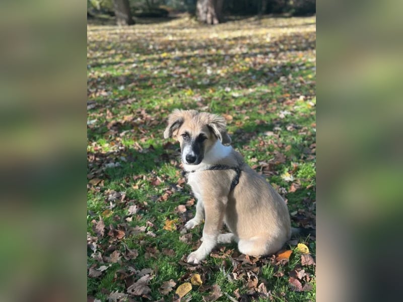 Zambo Malinois Mischling sucht zuhause
