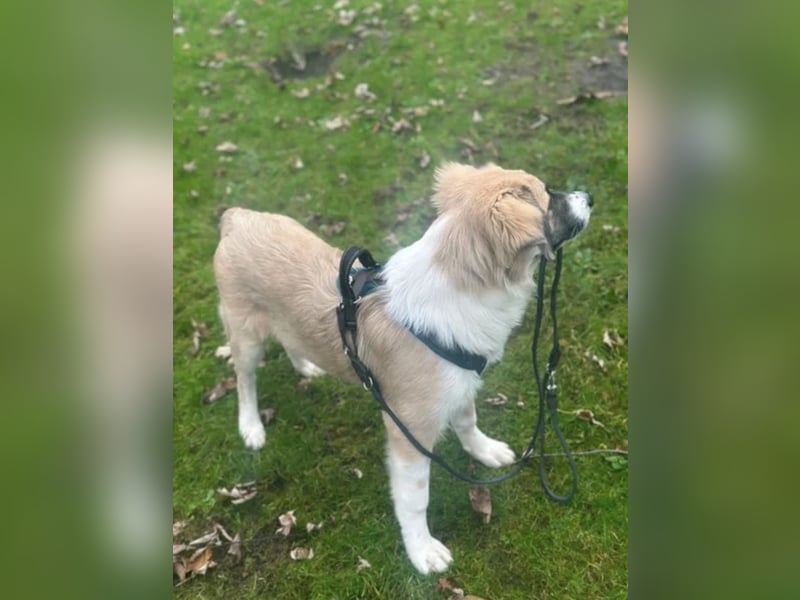 Zambo Malinois Mischling sucht zuhause
