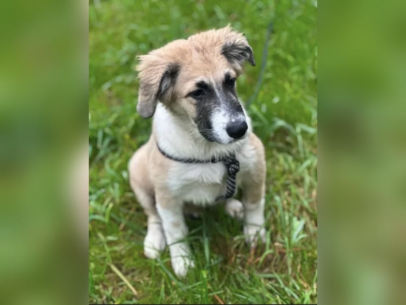 Zambo Malinois Mischling sucht zuhause