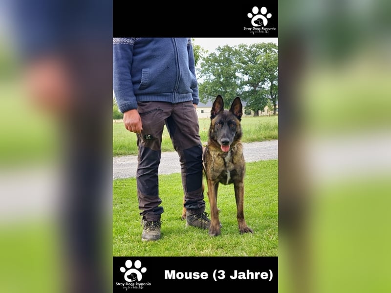 Mouse Malinois Mix sucht Dich
