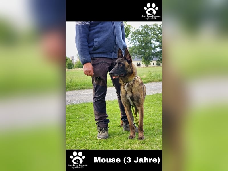 Mouse Malinois Mix sucht Dich