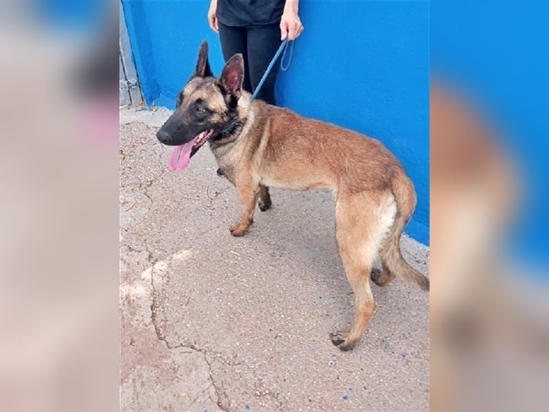 Tintin, traumhafter Malinois Rüde mit bestem Charakter, sehr sozial   Steckbrief Name: Tintin Rasse: