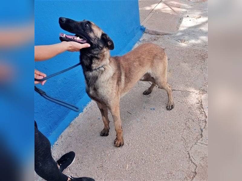 Tintin, traumhafter Malinois Rüde mit bestem Charakter, sehr sozial   Steckbrief Name: Tintin Rasse: