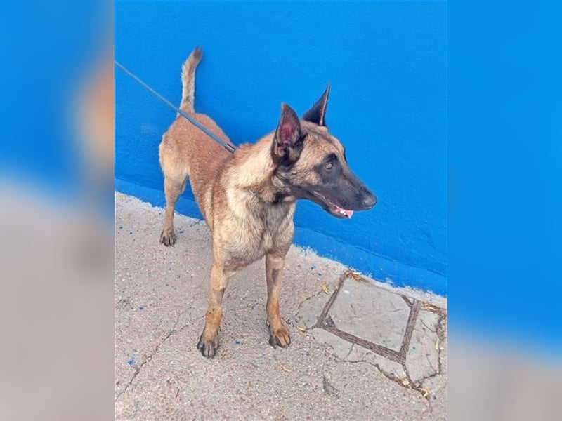 Tintin, traumhafter Malinois Rüde mit bestem Charakter, sehr sozial   Steckbrief Name: Tintin Rasse:
