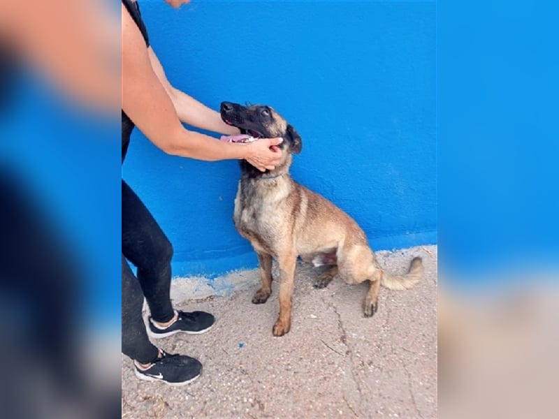 Tintin, traumhafter Malinois Rüde mit bestem Charakter, sehr sozial   Steckbrief Name: Tintin Rasse:
