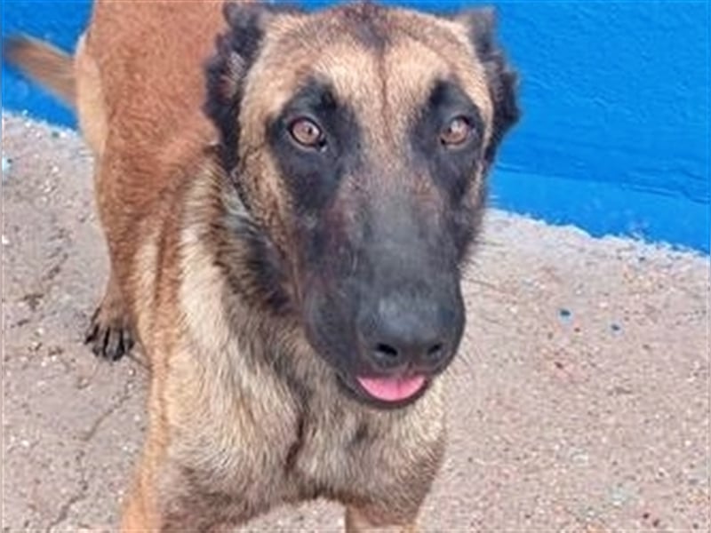 Tintin, traumhafter Malinois Rüde mit bestem Charakter, sehr sozial   Steckbrief Name: Tintin Rasse: