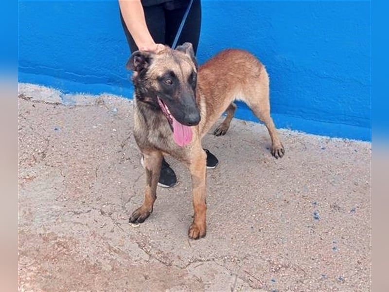Tintin, traumhafter Malinois Rüde mit bestem Charakter, sehr sozial   Steckbrief Name: Tintin Rasse: