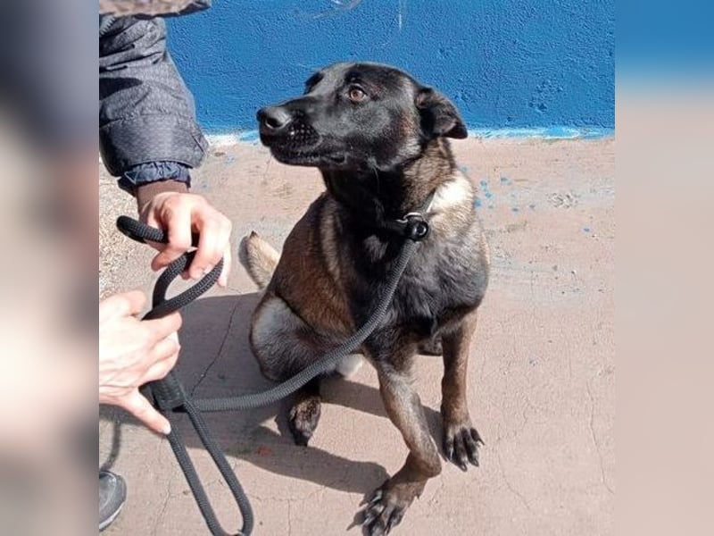 Muffy, feiner Malinois Rüde mit besten Manieren sucht aktives zuhause
