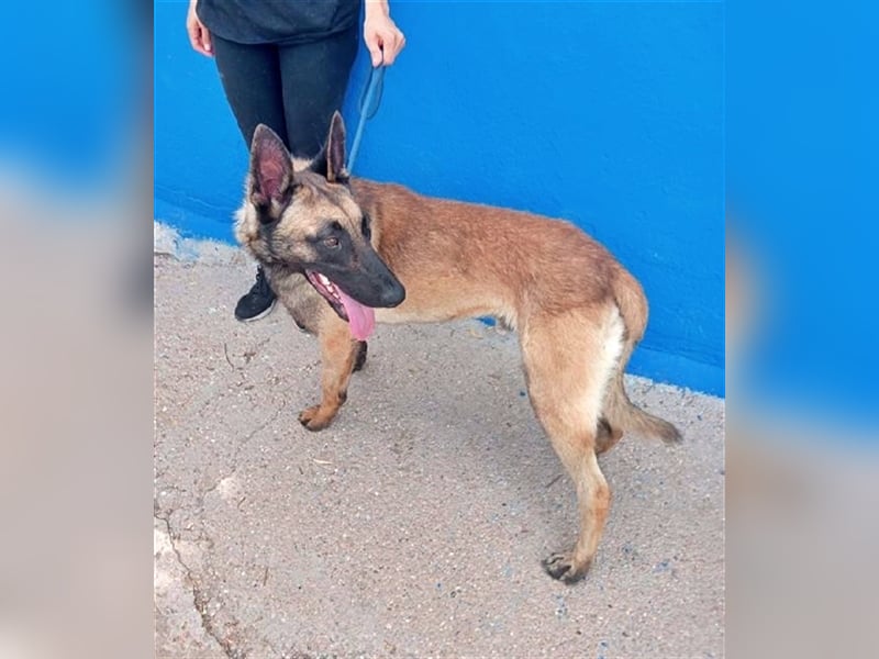 Tintin, traumhafter Malinois Rüde mit bestem Charakter, sehr sozial   Steckbrief Name: Tintin Rasse: