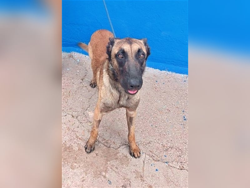 Tintin, traumhafter Malinois Rüde mit bestem Charakter, sehr sozial   Steckbrief Name: Tintin Rasse: