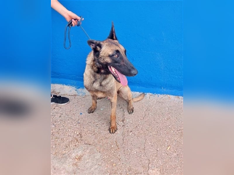 Tintin, traumhafter Malinois Rüde mit bestem Charakter, sehr sozial   Steckbrief Name: Tintin Rasse: