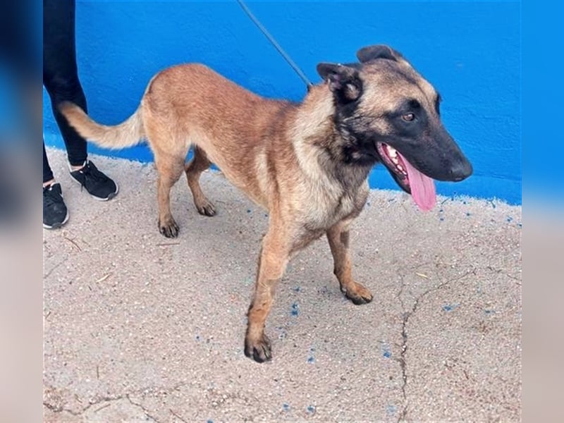 Tintin, traumhafter Malinois Rüde mit bestem Charakter, sehr sozial   Steckbrief Name: Tintin Rasse: