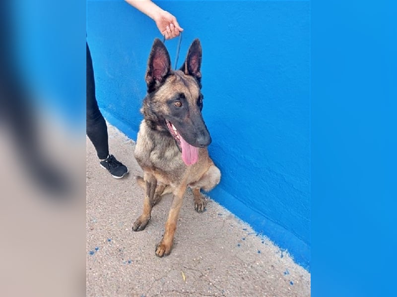 Tintin, traumhafter Malinois Rüde mit bestem Charakter, sehr sozial   Steckbrief Name: Tintin Rasse:
