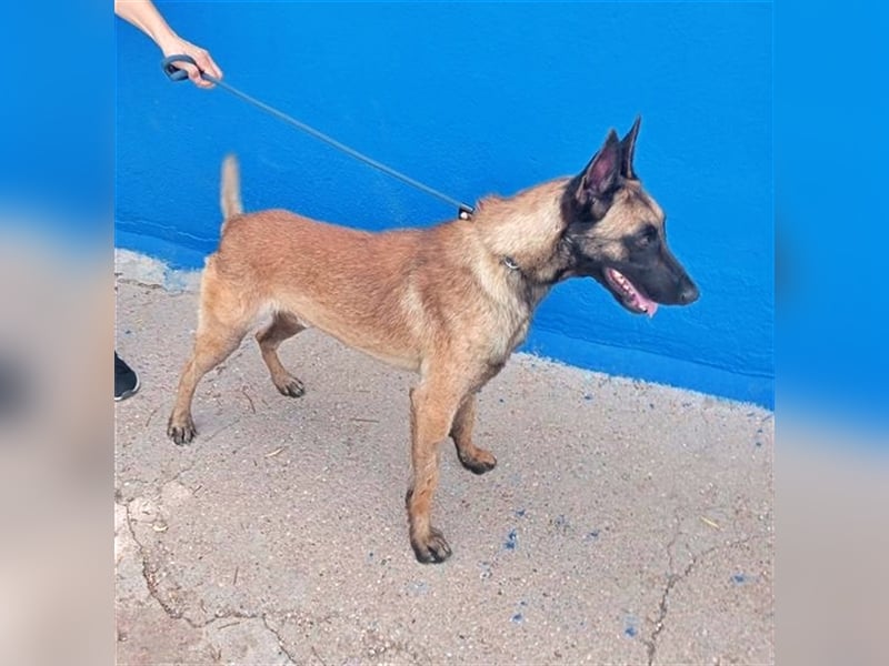 Tintin, traumhafter Malinois Rüde mit bestem Charakter, sehr sozial   Steckbrief Name: Tintin Rasse: