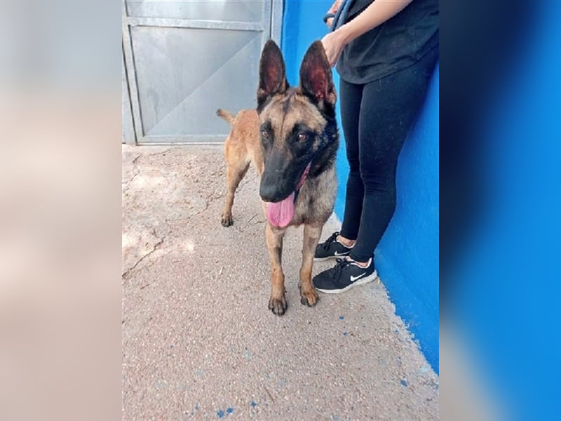 Tintin, traumhafter Malinois Rüde mit bestem Charakter, sehr sozial   Steckbrief Name: Tintin Rasse: