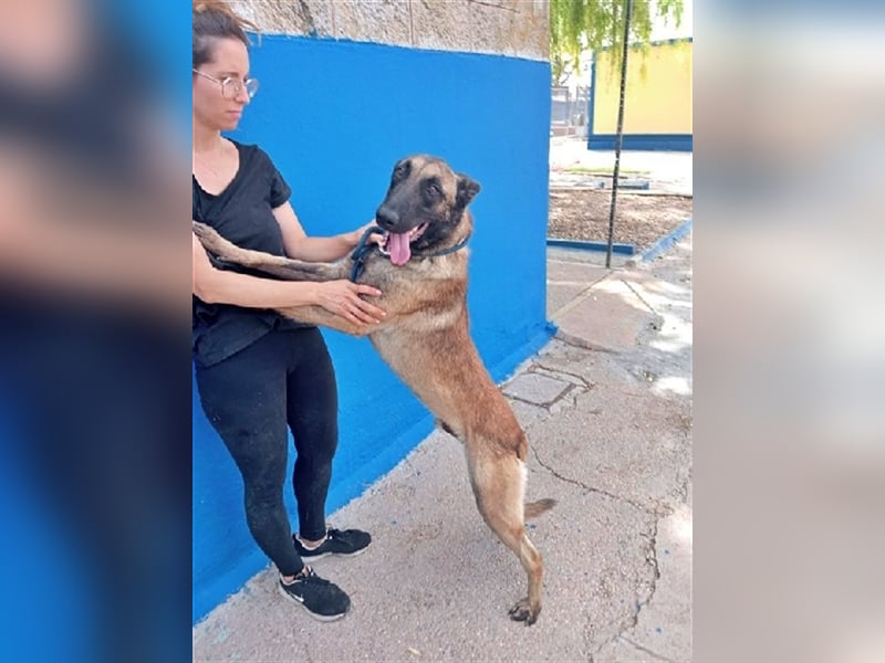 Tintin, traumhafter Malinois Rüde mit bestem Charakter, sehr sozial   Steckbrief Name: Tintin Rasse: