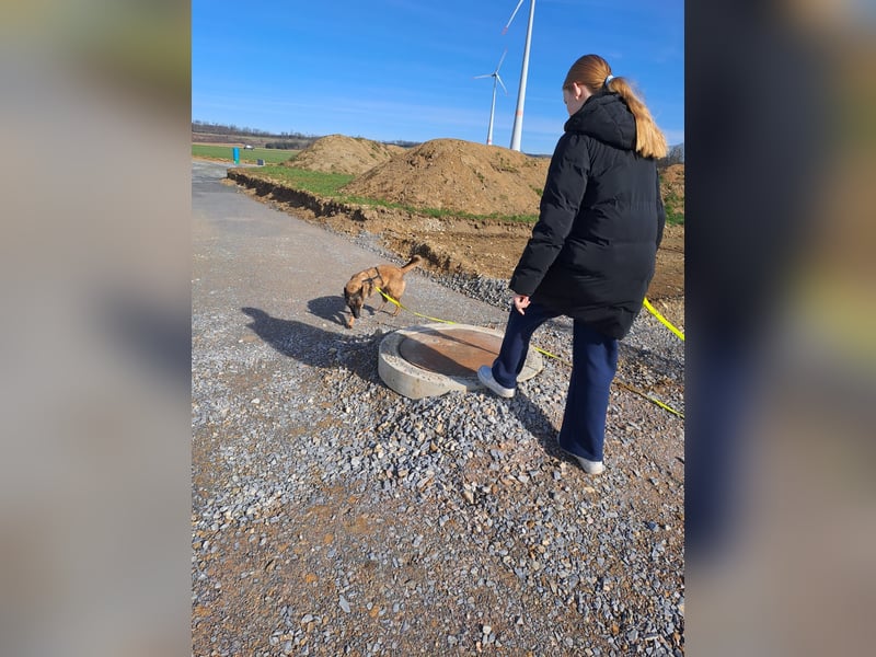 Brutus ein sportlicher verschmuster Malimix