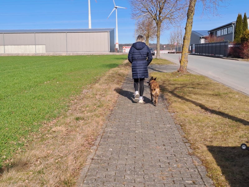 Brutus ein sportlicher verschmuster Malimix