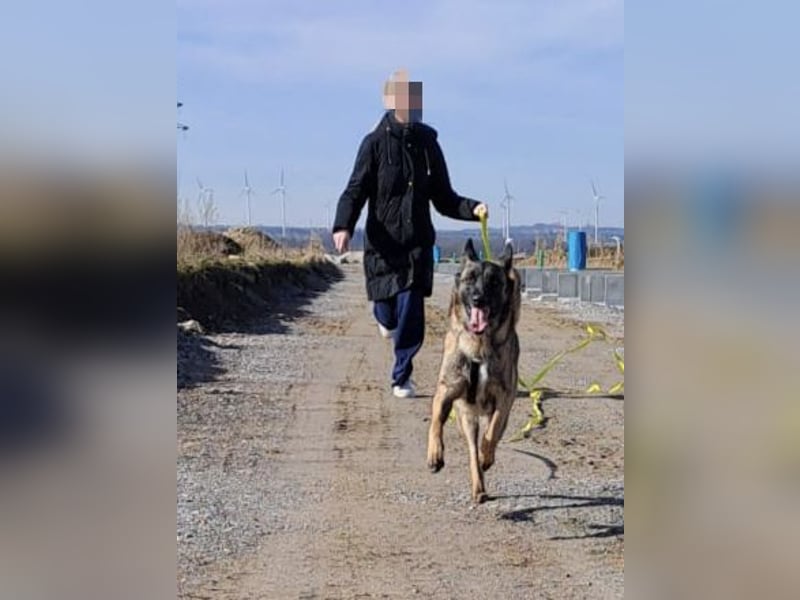 Brutus ein sportlicher verschmuster Malimix