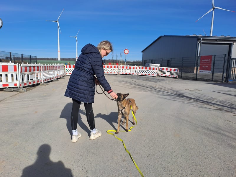 Brutus ein sportlicher verschmuster Malimix