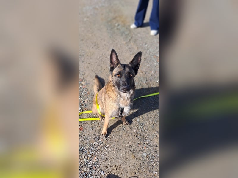 Brutus ein sportlicher verschmuster Malimix