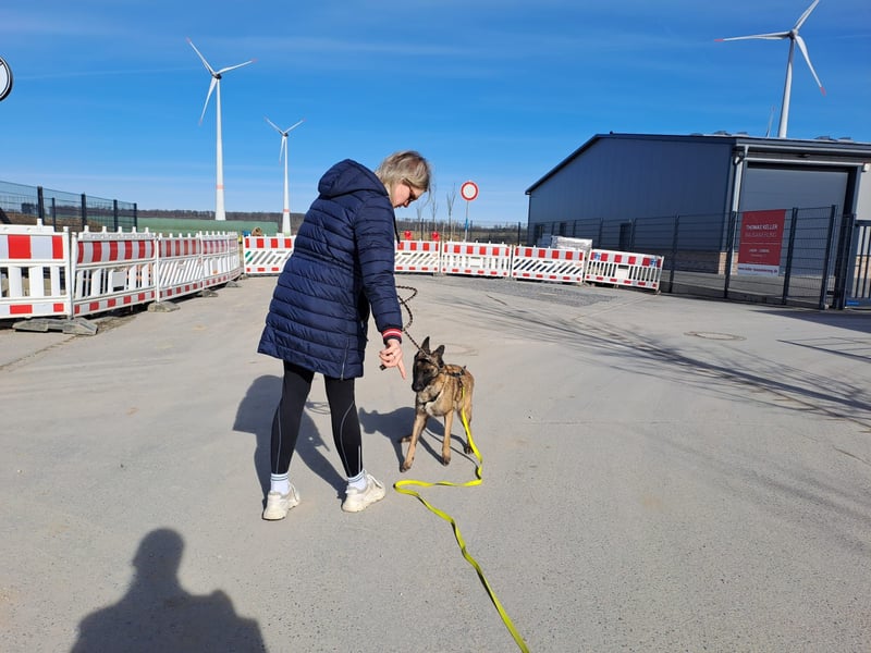 Brutus ein sportlicher verschmuster Malimix