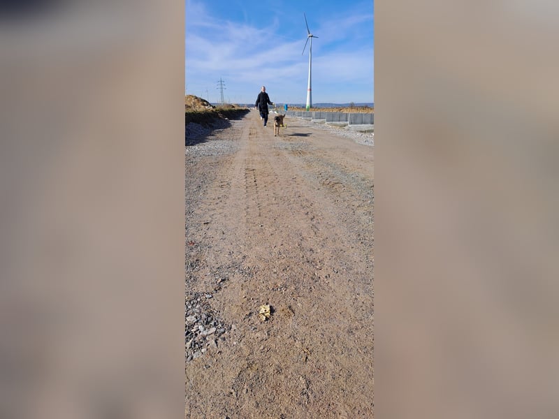 Brutus ein sportlicher verschmuster Malimix