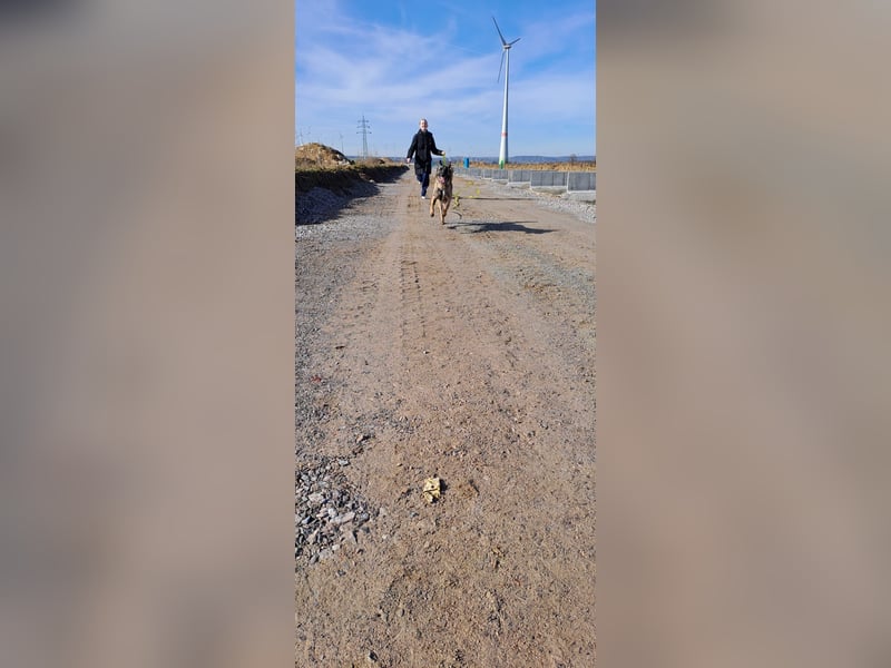 Brutus ein sportlicher verschmuster Malimix