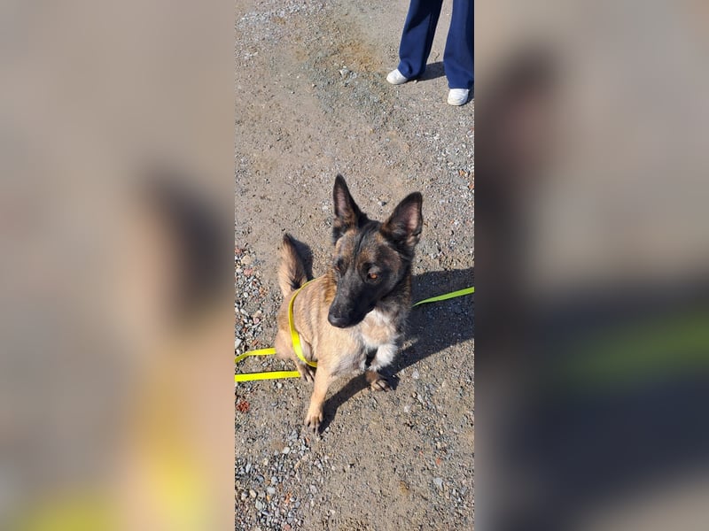 Brutus ein sportlicher verschmuster Malimix