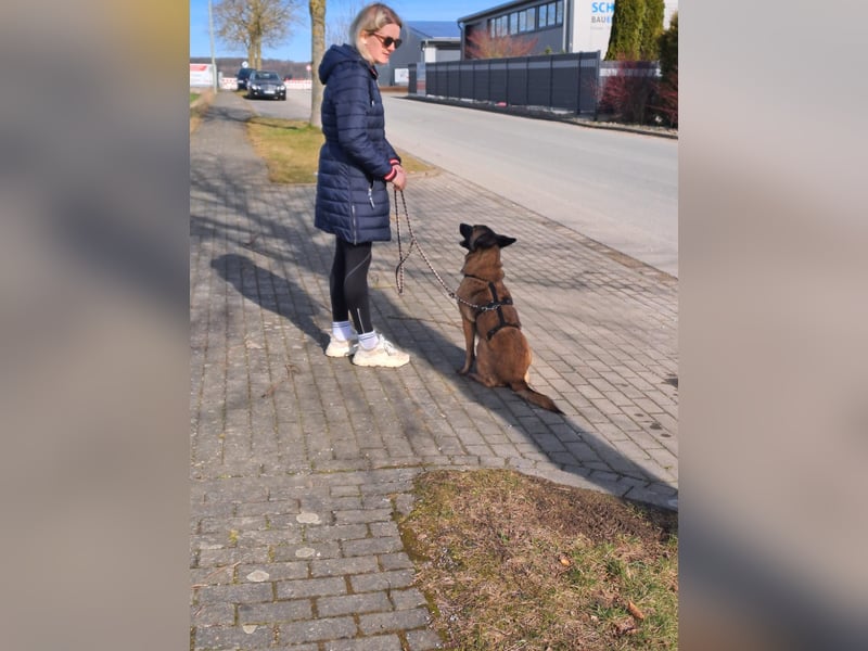 Brutus ein sportlicher verschmuster Malimix