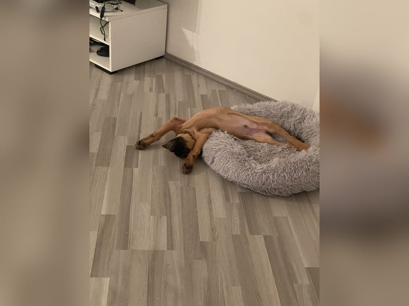 Malinois Welpen zu verkaufen