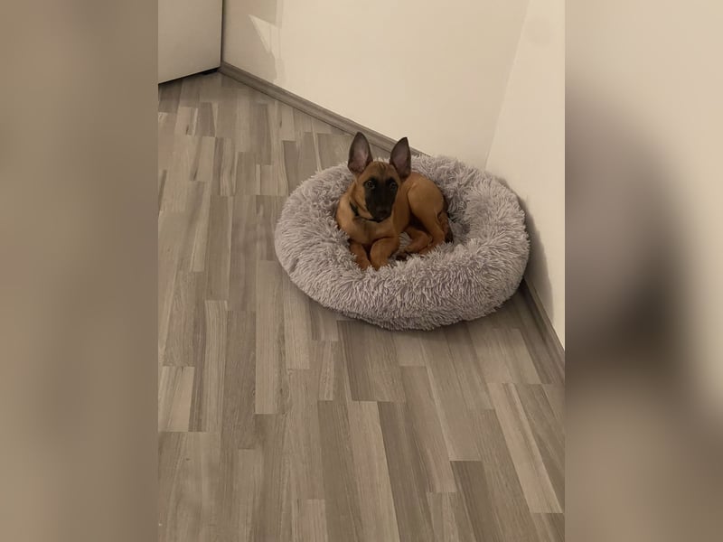 Malinois Welpen zu verkaufen