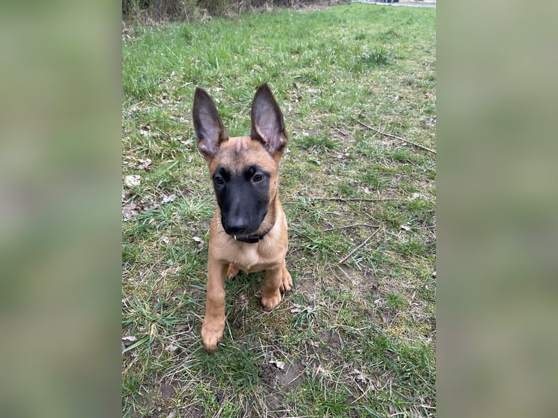 Malinois Welpen zu verkaufen