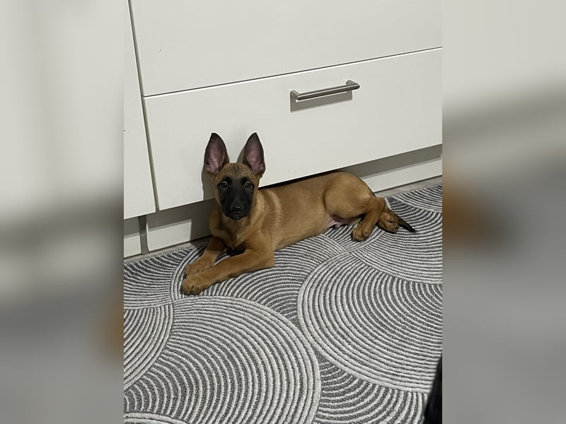Malinois Welpen zu verkaufen